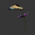 Colorful Butterfly With Yellow Black And Blue Wings Perched On Purple Flower