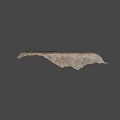 Natural Ancient Fossil Leaf Preserved in Stone with Detailed Vein Structure
