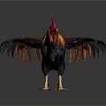 Rooster With Red Comb Golden Black Feathers Spread Wings Yellow Legs On White Background
