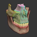 Detailed Human Skull Anatomical Model Displaying Cranial Bone Structure And Teeth Features 3d model