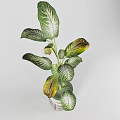 Indoor Plant with Green White Striped Leaves Yellow Edged Foliage in Textured Gray Ceramic Planter