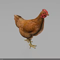 Brown Hen With Red Comb Feathered Body Standing On Dark Shiny Surface 3d model