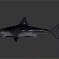 Realistic Shark With Open Mouth Sharp Teeth Dorsal Fin And Streamlined Body Structure 3d model
