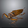 Aquatic Insect With Brown Body Distinct Wings Long Legs Shiny Appearance On Dark Gradient Background