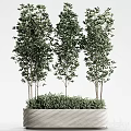 Decorative Green Leafy Potted Plants with Tall and Short Stems in Textured Planter