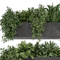 Bonsai Potted Plants in Black Rectangular Pots with Lush Green Foliage and Hanging Branches