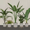 Green Potted Plants With Palm Banana Leaf Cactus In White Striped Pots And Stands
