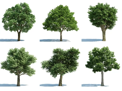 Various Species of Arbor Trees with Dense Green Foliage and Natural Growth Shapes 3d model