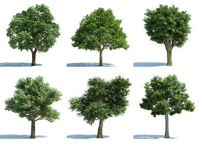 The Modern Tree 3d model