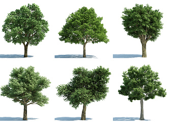 The Modern Tree 3d model