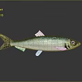 Silver and Green Fish with Yellow Tail on Gray Background and Reflection on Surface 3d model