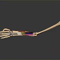 Detailed Human Arm Skeleton With Muscles And Colored Tendons Anatomical Model
