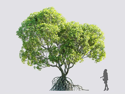 Arbor with Lush Green Leaves and Exposed Roots Near Person Silhouette 3d model