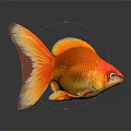 Vibrant Orange Red Goldfish With Flowing Tail Swimming On Black Background With Reflection