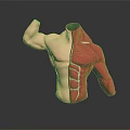 Human Torso Anatomical Model Displaying Left Muscular And Right Red Muscle Structure