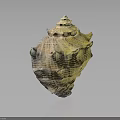 Intricate Conch With Spiky Protrusions And Unique Yellowish Brown Textured Pattern On Dark Surface