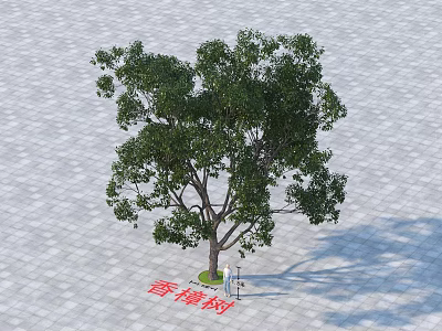 Camphor Tree With Lush Green Foliage On Gray Tiled Ground And Person Standing 3d model
