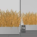 Modern Indoor Wheat Plant Arrangement With Golden Ears In White Rectangular Planters