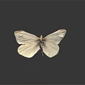 Detailed View Of White Moth Displaying Delicate Wing Texture On Dark Background With Reflection