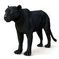 Leopard Black Leopard Leopard Leopard Puma Asian Golden Cat Stone Cat Cloud Cat Serval African Golden Cat Jungle Cat Thin Waist Cat Short Tail Cat Joe's Tiger Cat 3d model