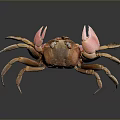Orange Crab With Extended Claws And Reflection On Dark Background