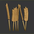 Multiple Fresh Shiny Yellow Plump Wheat Ears On Dark Background