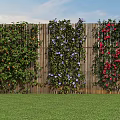 Vine Plants With Red And Purple Flowers Covering Wooden Fence On Green Lawn Under Blue Sky