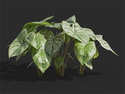 Green and White Variegated Caladium Plant Leaves with Long Stems for Indoor Decoration 3d model