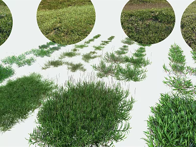 Various Green Grasses And Plant Varieties For Garden Landscaping Design 3d model