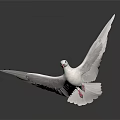 White Dove With Spread Wings Standing On Black Surface Showing Reflection 3d model