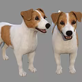 Two Brown And White Dogs Standing Together On Gray Background With Friendly Faces