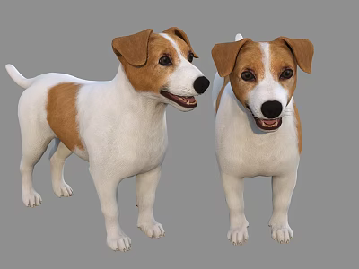 Modern Dog Jack Russell Terrier 3d model Modern Dog Jack Russell Terrier 3d model