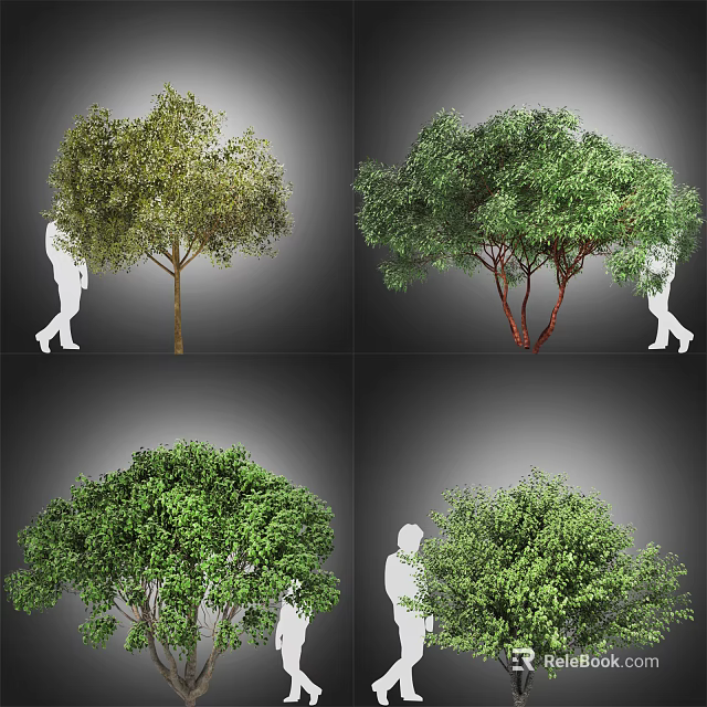 Various Arbor Varieties With Human Silhouette For Size Comparison And Visual Guide 3d model 
