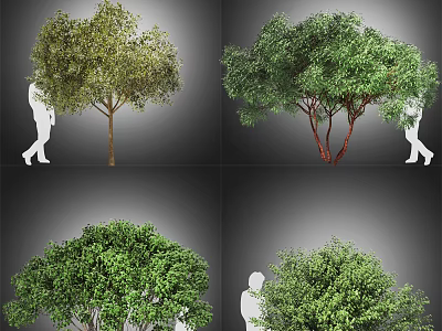 Various Arbor Varieties With Human Silhouette For Size Comparison And Visual Guide 3d model
