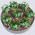 Strawberry Crops Growing in Circular Metal Container with Green Leaves and Red Berries