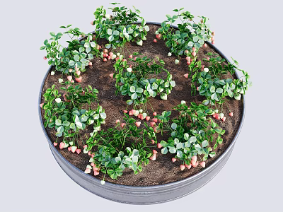 Strawberry Crops Growing in Circular Metal Container with Green Leaves and Red Berries 3d model
