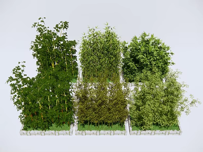 Different Types of Bamboo Plants with Lush Green Foliage Arranged in Stone Planters 3d model