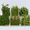 Different Types of Bamboo Plants with Lush Green Foliage Arranged in Stone Planters