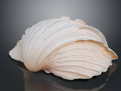 Large Ribbed Seashell With White And Orange Shiny Surface On Black Reflective Background 3d model
