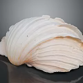 Large Ribbed Seashell With White And Orange Shiny Surface On Black Reflective Background