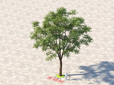 Camphor Arbor With Lush Green Leaves On Paved Ground Near Street Lamp And Sign 3d model