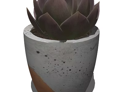 Bonsai Potted Plant With Deep Purple Leaves In Gray Concrete Spotted Pot 3d model