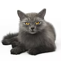 Fluffy Gray Cat With Bright Yellow Eyes Lying On White Background 3d model