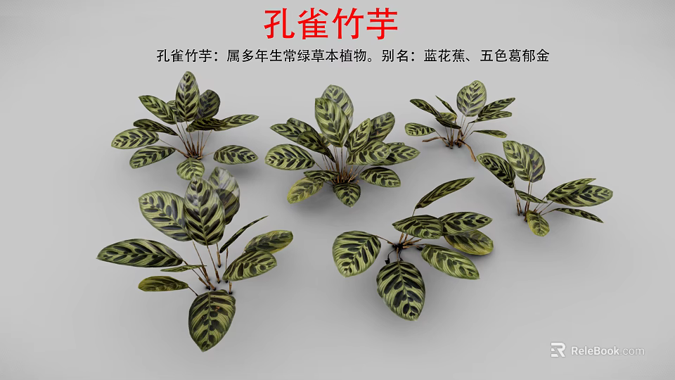 Peacock Plant Perennial Evergreen Herb With Striking Variegated Leaves As Indoor Decoration 3d model 