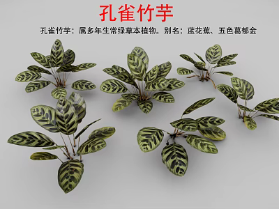 Peacock Plant Perennial Evergreen Herb With Striking Variegated Leaves As Indoor Decoration 3d model