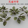 Peacock Plant Perennial Evergreen Herb With Striking Variegated Leaves As Indoor Decoration
