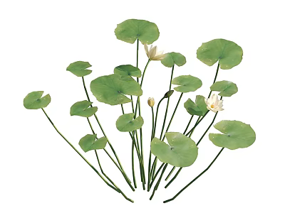 Vibrant Freshwater Aquatic Plants With Green Round Leaves And White Blossoms 3d model