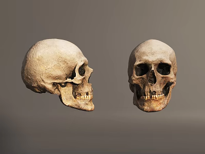 Two Human Skulls Showing Front And Side Views With Detailed Skeletal Structure Against Gray Background 3d model