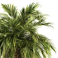 Tall Tropical Palm Tree With Lush Green Fronds And Brown Fruit Clusters