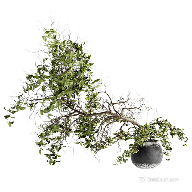 Lush Green Bonsai Plant with Natural Branch Shape and Black Ceramic Pot for Indoor Decoration 3d model 